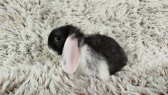 Zakrslý beránek,králík, králíček - ELIŠKA - 5