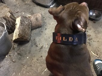 American bully - 5