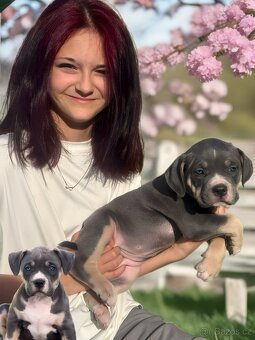 American Bully XL / XXL - 5