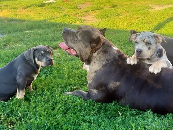 American Bully XL / XXL - 5