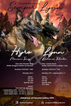 Štěně belgického ovčáka malinois s PP - 5