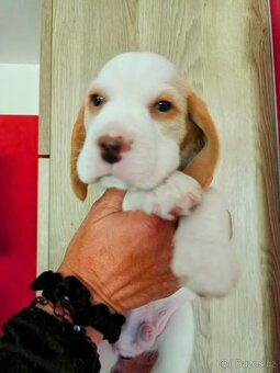Beagle pejsek s PP - 5