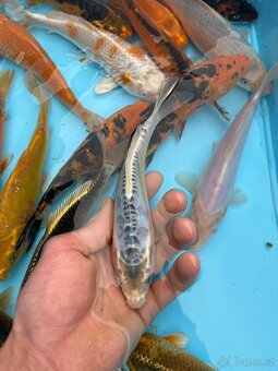 Koi kapři - 5