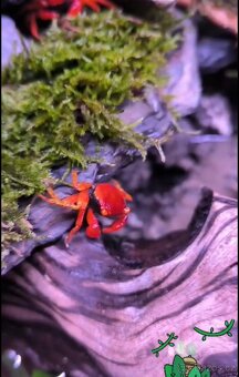 Otevřené přírodní Paludarium s kraby red tomato - 5
