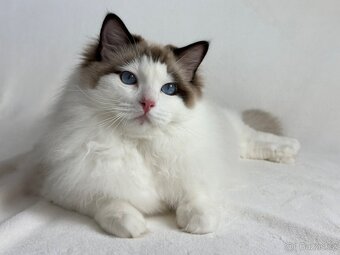 Ragdoll s PP - 5