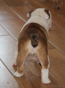 Anglický buldok s PP - 5