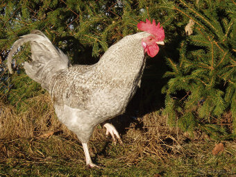 Prodám krásného kohouta do chovu - 5