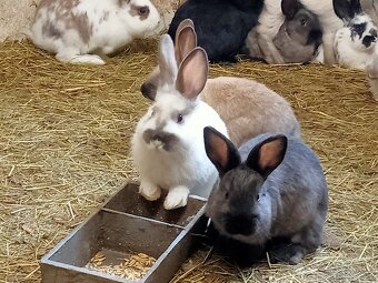 Prodám mladé králíky - 5