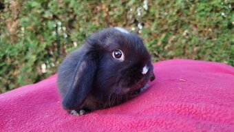 Zakrslý beránek, králíček, králík - DENIS - 5