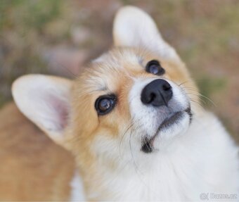 Fenka Welsh Corgi Pembroke s PP - 5