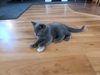Prodám kocourky Britská modrá + whiskas - 5