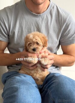 Maltipoo boy male caramel 1500€ - 5