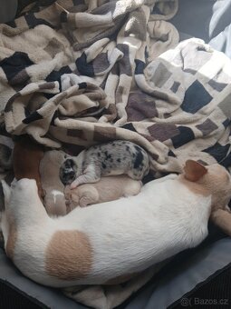 ČIvava miini krátkosrtá - 5