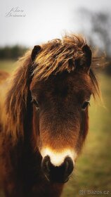 Shetland pony - 5