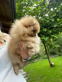 Pomeranian s pp FCI - 5