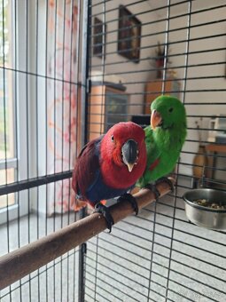 Eklektus roratus polychloros - 5