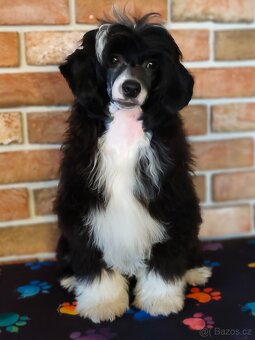 Čínský chocholatý pes osrstěný s PP - 5