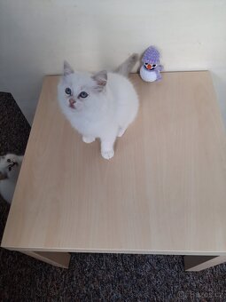 Prodám koťátka Ragdoll bez PP - 5