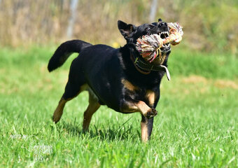 Darujeme nalezeného křížence - 5