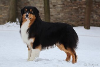 Australský ovčák s PP - volní pejsci - k odběru od 8.12. - 5