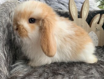 ❤️❤️miminka Minilop Kralicek Beránek - 5