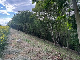 Stavební pozemek 1 528 m² u potoka – v chatařské osadě - 5