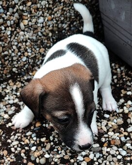 Jack Russel terier, kouzelná štěňátka - 5