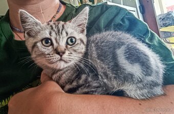 BRITSKÁ KOŤATA WHISKAS BEZ PP - 5