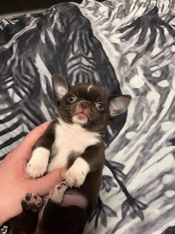 Čokoládový malinký nádherný chlapeček s PP FCI, Čivava - 5