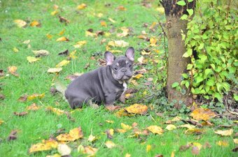 Francouzský buldoček s pp - 5