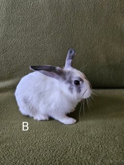 Králíčci - 3 samičky - odběr i jednotlivě - 5