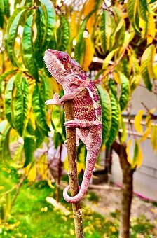 chameleon pardálí, terárium - 5