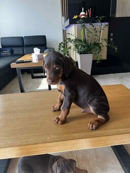 Šteňatá Doberman - 5