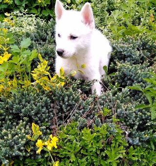 Sibirsky hasky husky - 5