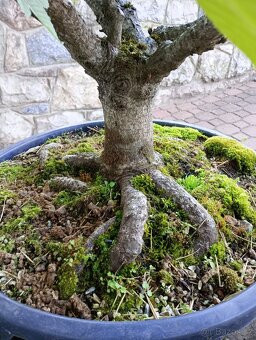 Jírovec manďal (kaštan) bonsai - 5