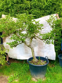 Jabloně basaie/yamadori - 5
