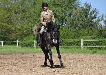 TOP connemara pony - 5