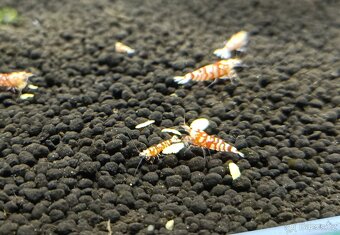 Caridina - Red Fancy Tiger - 5