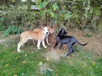 Pitbull, americký pitbull teriér štěně štěňata - 5