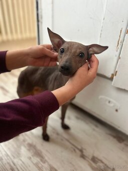 Americký bezsrstý teriér - 5