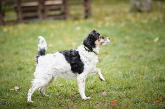 Bublina - malá kříženka, moc hodná, mazlivá a praštěná - 5