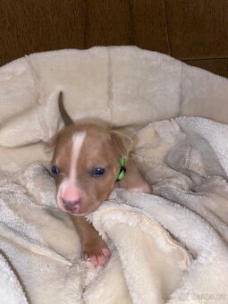 Americký stafordšírský teriér bez pp - 5