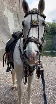 ČT valach na prodej - 5