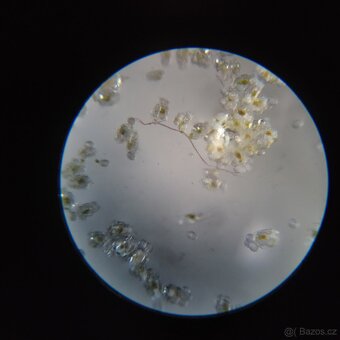 Vírniky Brachionus plicatilis - 5