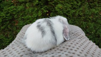 Zakrslý beránek, králíček, králík -MOLLY - 5