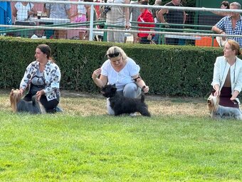 Cairn Terrier (Kern Treriér) - 5