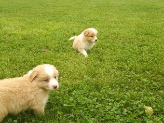 Border kolie s PP - 5