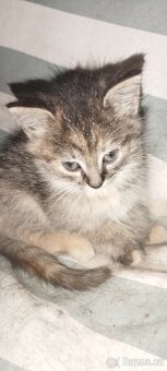 Daruji do dobrých rukou koťátka - 5