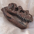 Replika lebky dinosaura Ceratosaurus Muzejní kvalita, 20cm - 5