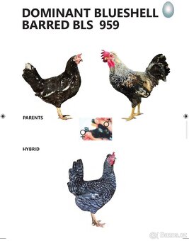 Greenshell, blueshell, darkshell na barevná vejce - 5